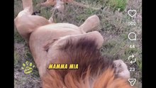 Animali doppiati