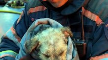 Firefighter Rescues Puppy From Fire — Watch That Tiny Tail Wag ❤️🐾