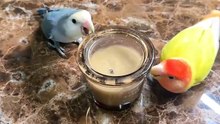 These Adorable Birds Are Curious About Everything! 🦜🥰 Too Cute to Ignore!