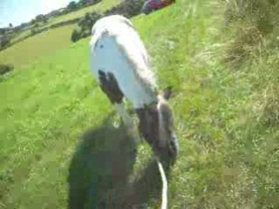 Kéops,retour de ballade ,24 aout 2008