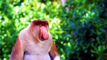 ANIMALS OF ASIA