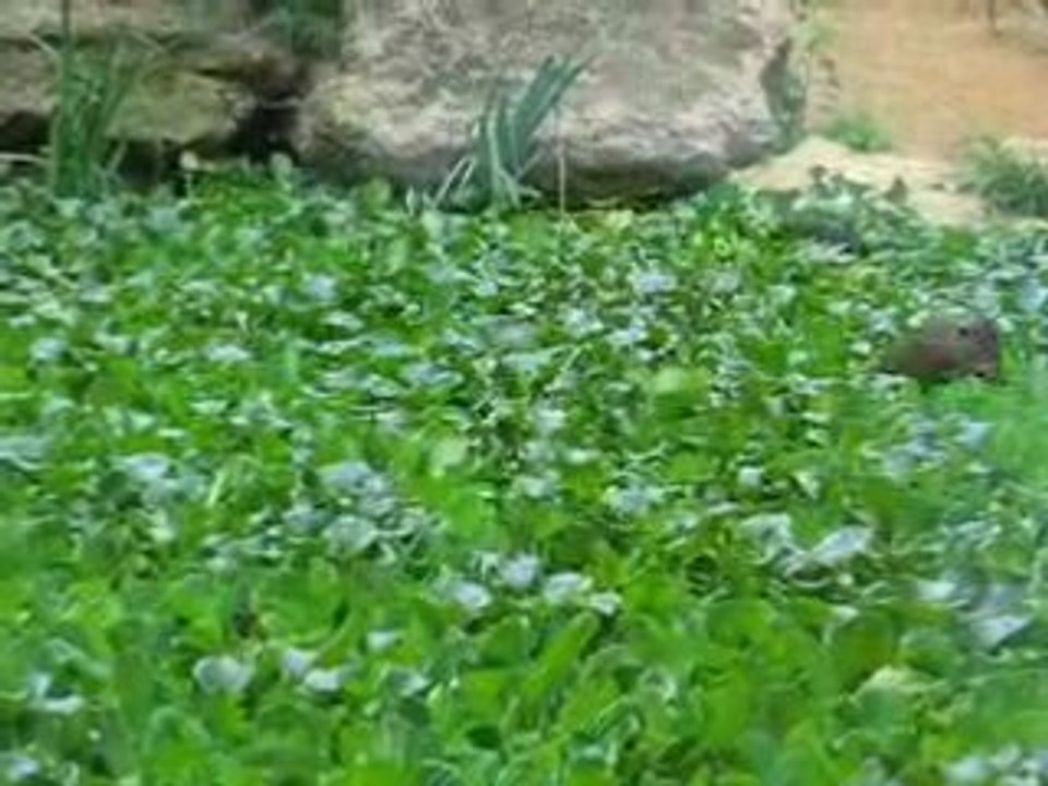 Zoo Doué la Fontaine : loutres cache cache