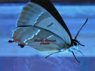 Insectes de montagne