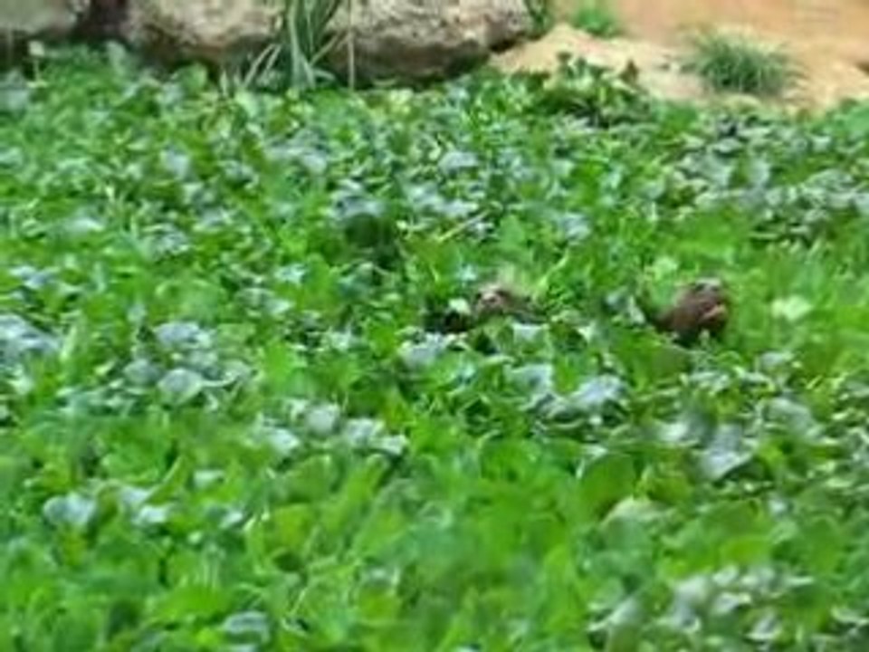 Zoo Doué la Fontaine : loutres partie de cache cache