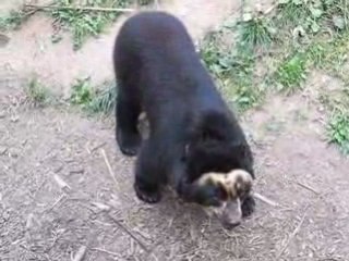 Zoo Doué la Fontaine : ours