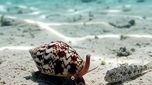 The Ocean Floor’s Silent Venomous Killer! 🐚⚡🐟