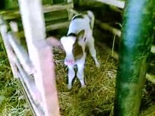 Toi-Zé en mode paysanne 2...Les petits veaux