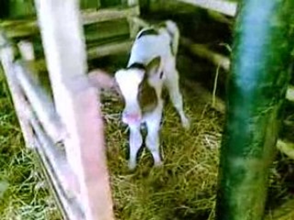 Toi-Zé en mode paysanne 2...Les petits veaux