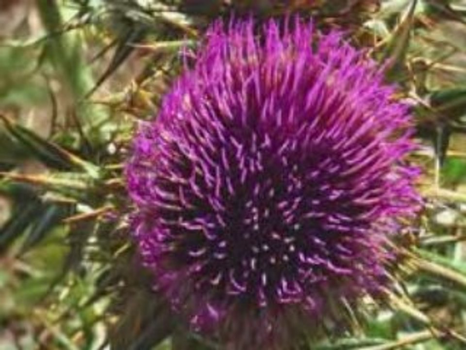 Rando Pic du midi d'Ossau