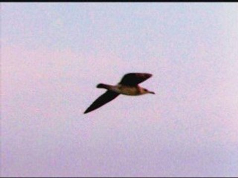 La mer, le vent et les mouettes