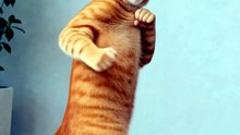 Funny Cat Videos 😻 Adorable Dancing Cats #catfunny