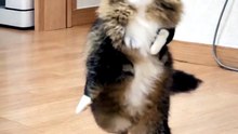 Funny Cat Videos 😻 Adorable Dancing Cats #catfunny