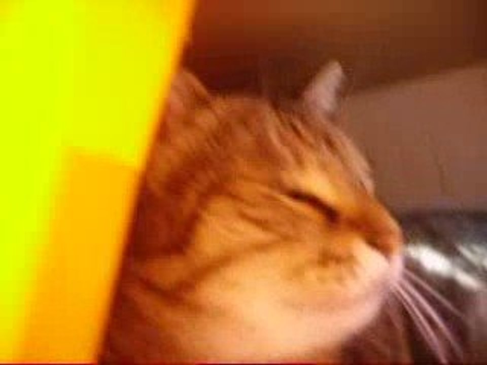 chat enorme