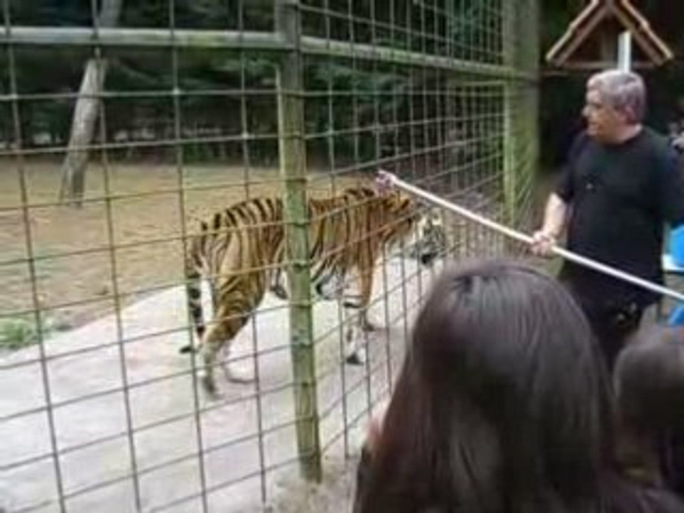 tigre