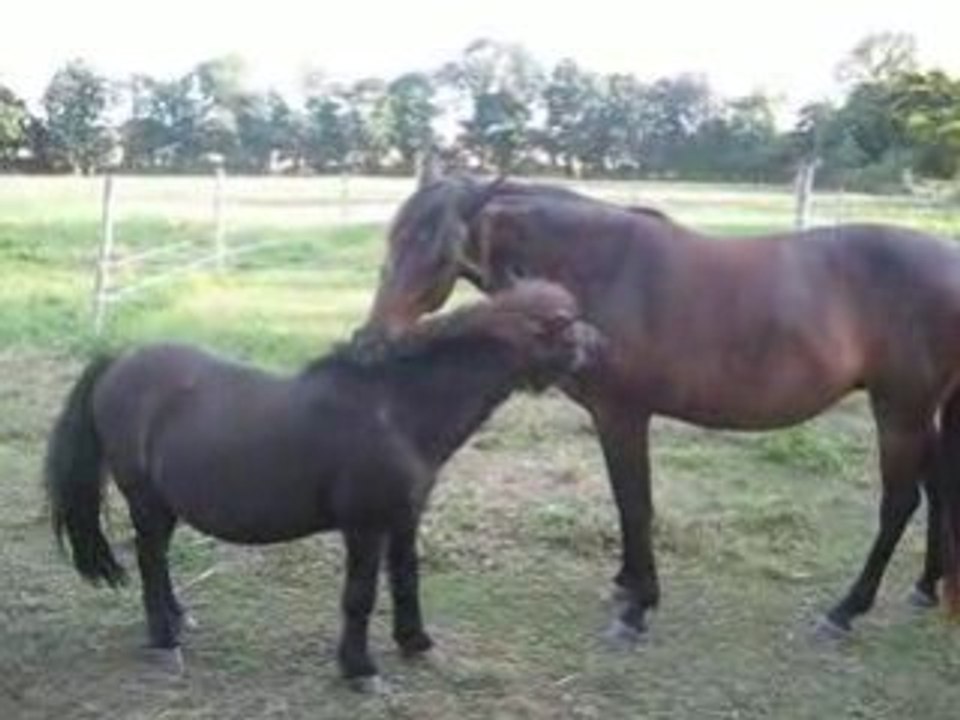 amour