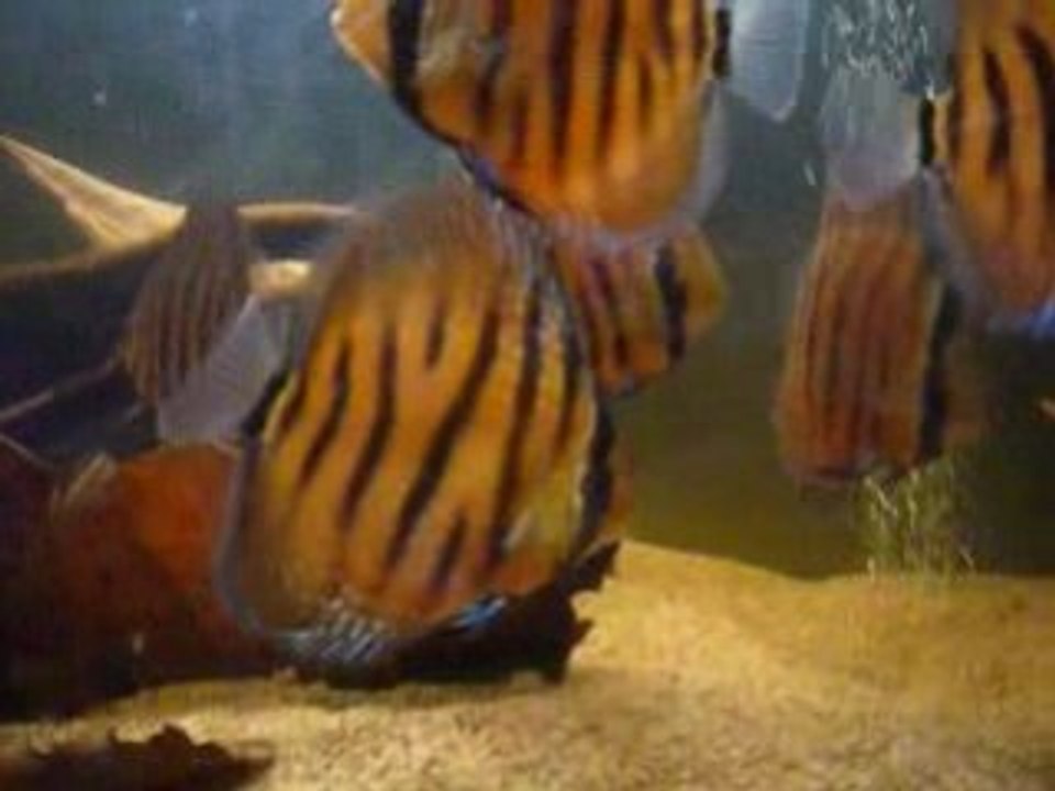 Discus F1 nhamunda 5mois