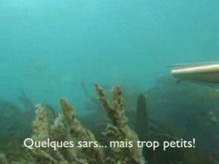 Video chasse sous-marine avec Franky à l'île d'Yeu