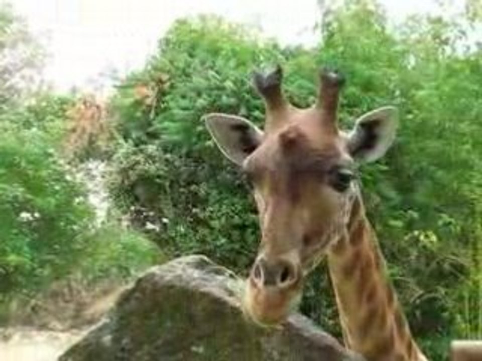 Zoo Doué la Fontaine : girafe