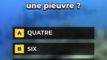 Quiz animaux marins : combien sur 3 ? 🐙