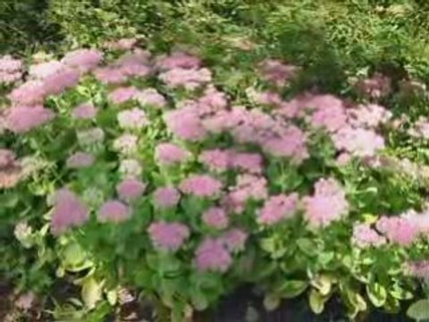 Parc botanique Drei Länder Garten Weil am Rhein August 2008