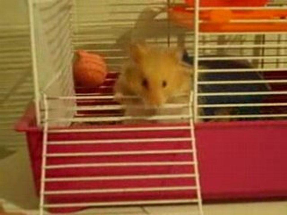 Otro de muestros queridos animalitos