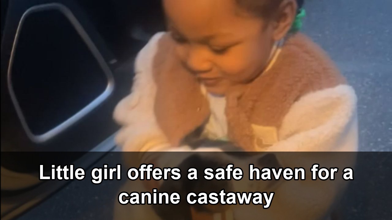 Heartwarming rescue as a young girl helps a stray dog find a safe place ...