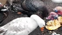 HOW COULD THEY NOT LIKE SUSHI_ 😱😱 #lonely #friends #sushi #animals #funny #fyp