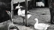 Perhaps these names are more appropriate than _Bruce_ 🤔 #goose #horror #farm