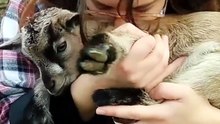 Can you guess what baby goats smell like_ I_ll give you a hint, they smell really, really good