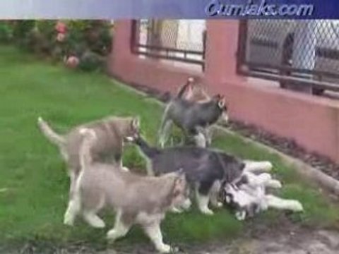 Ticky and phoebe pups 7 weeks old