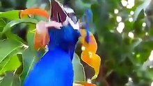 Birds animals mix voices