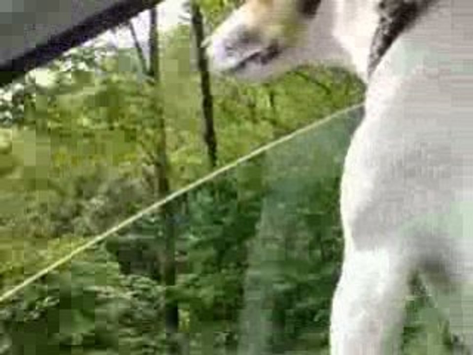 Parson Jack Russell - Tony de nouveau en auto