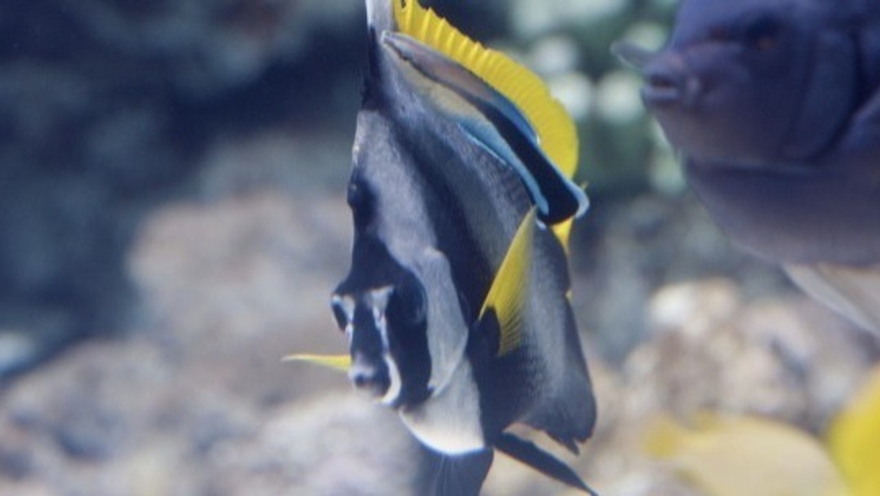 How coral reef fish get their colors, explained by Luke Richmond ...