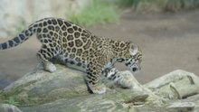 A Jaguar Cub's confident antics get him into all sorts of trouble