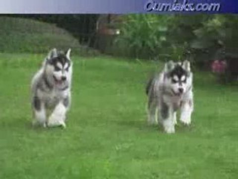 Ticky and phoebe pups 7 weeks old N°2