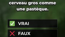 Vrai ou faux : 3 idées reçues sur les dinosaures 🦖