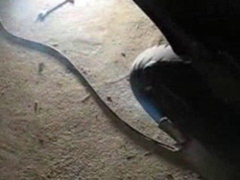 derbi senda extrem sm de merlin