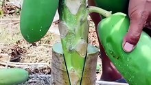 Các phương pháp tăng năng suất cây đu đủ cho vụ thu hoạch thứ hai thông qua phương pháp cắt ngọn và ghép cành.