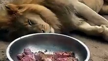 Lion vs Eagle