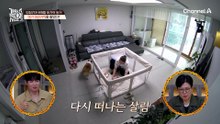 "개는 아기를 좋아한다? 글쎄요" 강형욱도 두려운 아기 & 개 합사 현장