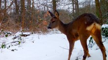 Hidden Forest Camera Captures Winter Wildlife in the Woods
