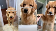 Golden Retriever Follows Me Into the Bathroom and Refuses to Leave