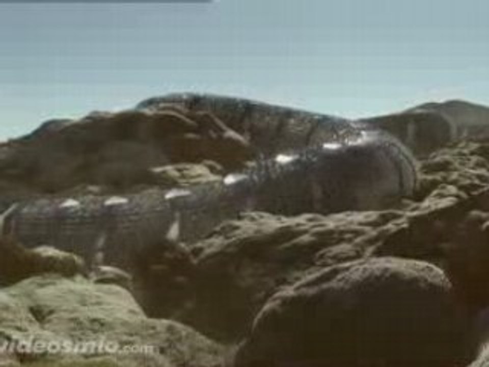 Nissan - Cougar Croco