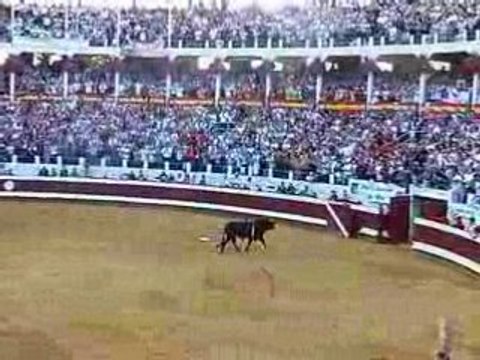 Indulto desgarbado toros y salsa dax 2008