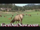 Estes Park Colorado - Estes Park Elk - Estest Park Hotel