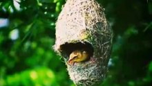 सुंदर घोंसले में नन्हे बच्चों का प्यारा नज़ारा! Baya Weaver Nest Short 🐦✨
