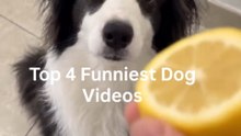TOP 4 FUNNIEST DOG VIDEOS - Try Not To Laugh Challenge 😂🍋