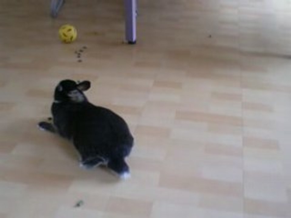 lapin