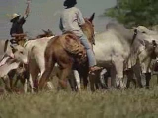 Touros 19º Leilão Marca Z