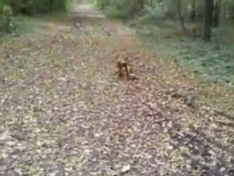 mon pitt-bull (oseille3a 1ans)